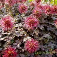   Barnalevelű tüskésdiócska 'Acaena microphylla ‘Kupferteppich'