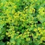 Lágyszőrű palástfű 'Alchemilla mollis Auslese'