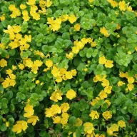 Sárga apró virágú pénzlevelű füzike Lysimachia nummularia talajtakaró évelő, sűrű kerek levelek között sárga virágok
