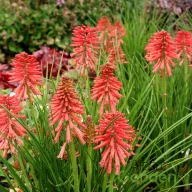 Korallpiros kompakt fáklyaliliom Kniphofia Poco Red évelő kerti virág, közepes méretű lazán nyíló piros fáklyavirágokkal