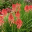 Korallpiros kompakt fáklyaliliom Kniphofia Poco Red évelő kerti virág, közepes méretű lazán nyíló piros fáklyavirágokkal