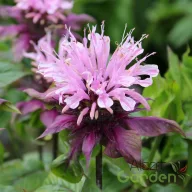 Halvány rózsaszín méhbalzsam Monarda Beauty of Cobham évelő közelkép szálkás virágfejekkel