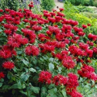 Sötétpiros méhbalzsam Monarda Gardenview Scarlet évelő tömegvirágzás kerti ágyásban.