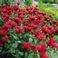 Sötétpiros méhbalzsam Monarda Gardenview Scarlet évelő tömegvirágzás kerti ágyásban.