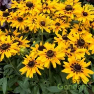 Aranysárga kúpvirág Rudbeckia Little Goldstar évelő sötétbarna középpel, virágágyásban