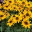 Aranysárga kúpvirág Rudbeckia Little Goldstar évelő sötétbarna középpel, virágágyásban