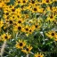 Sárga kúpvirág Rudbeckia Sun Ka Ching évelő sötét középpel, kerti tömegültetés