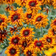 Narancspiros kúpvirág Rudbeckia Happy SmileyZ évelő sötét középpel, bőséges virágzás