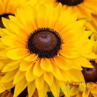 Aranysárga telt kúpvirág Rudbeckia SmileyZ Big Cheerleader évelő sötétbarna középpel közelkép