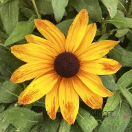 Élénk sárga-narancssárga kúpvirág Rudbeckia Sunbeckia Marilyn évelő nagy szirmokkal, közelkép