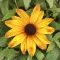 Élénk sárga-narancssárga kúpvirág Rudbeckia Sunbeckia Marilyn évelő nagy szirmokkal, közelkép