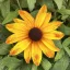 Élénk sárga-narancssárga kúpvirág Rudbeckia Sunbeckia Marilyn évelő nagy szirmokkal, közelkép