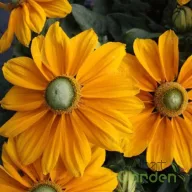 Narancsszínű kúpvirág Rudbeckia Sunbeckia Ophelia évelő zöld középpel, közelkép
