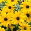 Citromsárga kúpvirág Rudbeckia Sunbeckia Paulina évelő sötét középpel, tömeg virágzatban