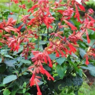 Zsálya 'Salvia hybrida Ember's Wish'