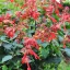 Zsálya 'Salvia hybrida Ember's Wish'