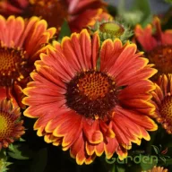 Narancs-piros sárga szegélyű kokárdavirág Gaillardia aristata Spintop Orange Halo évelő közelképen