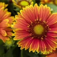 Narancs-sárga szegélyű kokárdavirág Gaillardia Spintop Yellow Touch évelő közelről, sötét középpel