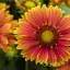 Narancs-sárga szegélyű kokárdavirág Gaillardia Spintop Yellow Touch évelő közelről, sötét középpel
