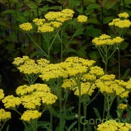 Zöld-sárga cickafark Summer Lemon évelő kerti virág, sárgászöld ernyős virágzással kertben