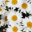 Fehér margaréta Leucanthemum Sweet Christine évelő kerti virág, sárga középpel, bőséges virágzásban