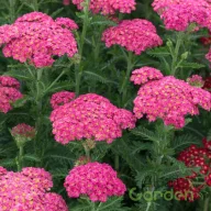 Élénkrózsaszín cickafark Bright Pink évelő kerti virág, tömött pink ernyős virágzással kertben