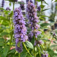 Kék-lila izsópfű Agastache Kudos Luna évelő kerti virág, közeli felvétel kék-lila tüskés virágfüzérekről zöld levelek között