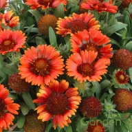 Narancs-piros kokárdavirág Gaillardia hybrida Gusto Orange Zest évelő tömött virágzattal, sötét középpel