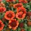 Narancs-piros kokárdavirág Gaillardia hybrida Gusto Orange Zest évelő tömött virágzattal, sötét középpel