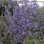 Kékeslila macskamenta Nepeta faassenii Blue Wonder évelő tömegvirágzattal.