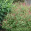 Kislevelű zsálya 'Salvia microphyllia Gletsjer'