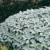 Ezüstszürke orvosi zsálya Berggarten évelő kerti gyógynövény, sűrű párnás levélbokorként kertben