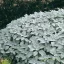 Ezüstszürke orvosi zsálya Berggarten évelő kerti gyógynövény, sűrű párnás levélbokorként kertben