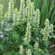 Fehér-zöld izsópfű Agastache Alabaster évelő kerti virág, karcsú halvány zöldésfehér tüskés virágfüzérekkel aromás lombozattal
