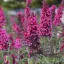 Nyáriorgona 'Buddleja d. Prince Charming'