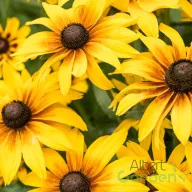 Aranysárga kúpvirág Rudbeckia SmileyZ Grace évelő barna középpel, tömegvirágzás