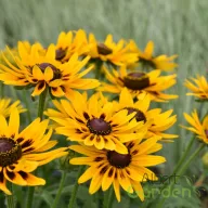 Sárga kúpvirág Rudbeckia Party SmileyZ sötét középpel, tömegvirágzás kertben