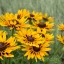 Sárga kúpvirág Rudbeckia Party SmileyZ sötét középpel, tömegvirágzás kertben