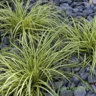 Madárlábú sás 'Carex oshimensis Goldwell'