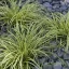 Madárlábú sás 'Carex oshimensis Goldwell'