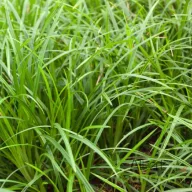 Díszsás 'Carex morrowii Irish Green'