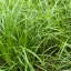 Díszsás 'Carex morrowii Irish Green'