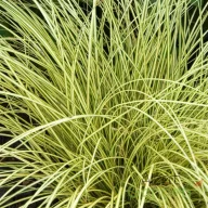 Jenneke sás 'Carex brunnea Jenneke'