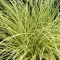 Jenneke sás 'Carex brunnea Jenneke'