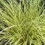 Jenneke sás 'Carex brunnea Jenneke'