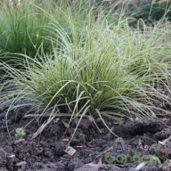 Sás 'Carex brunnea Variegata'