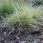 Sás 'Carex brunnea Variegata'