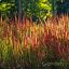 Alangfű 'Imperata cylindrica Red Baron'