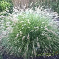 Tollborzfű 'Pennisetum alop. Cassian'