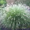 Tollborzfű 'Pennisetum alop. Cassian'